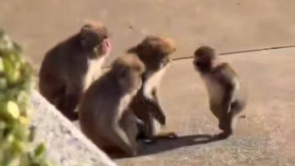    Фото: Скриншот видео / Социальные сети