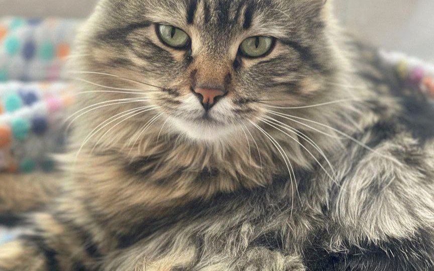 Котеньку сначала «потеряли» хозяева, а потом и врачи ветклиники. История о нашей долгой борьбе за неё и полной подготовке к дому.