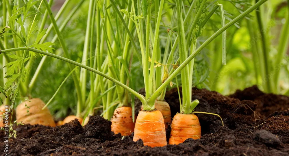 Десять королев грядки: проверенные сорта моркови для нового сезона