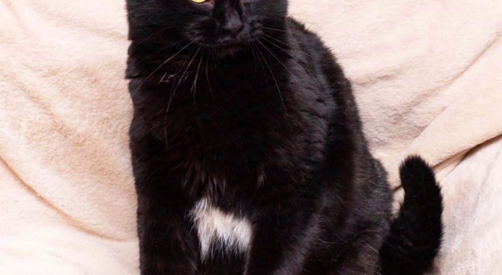 Машенька очень тоскует в приюте.