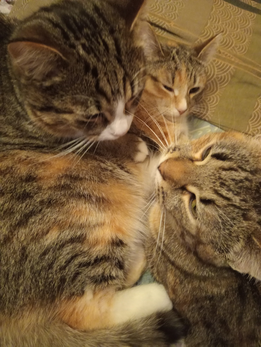 Невася, Маруся и Лиза!