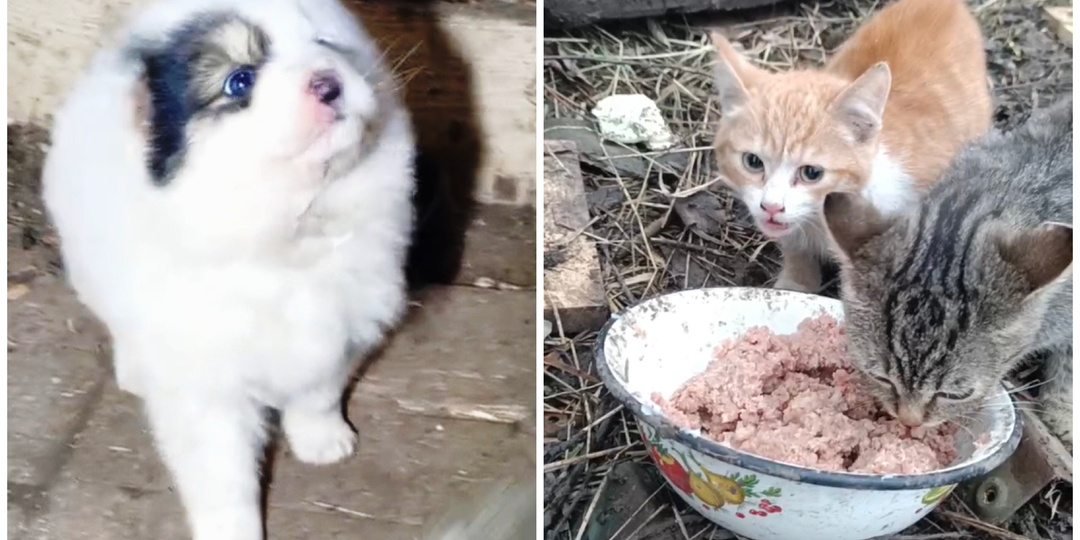 Крохотный щеночек и 6 котеек очутились на передовой