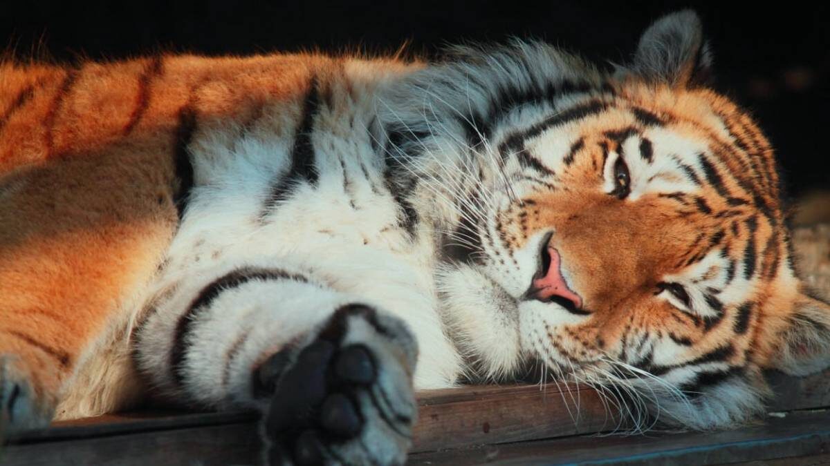    Фото: Telegram / Ленинградский зоопарк