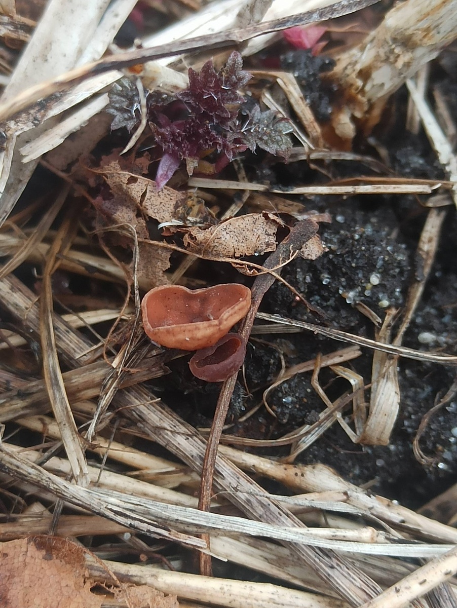 Цибории лещиновые