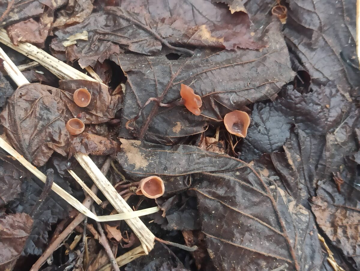 Цибории лещиновые