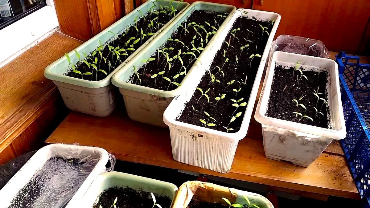 посев в ящики