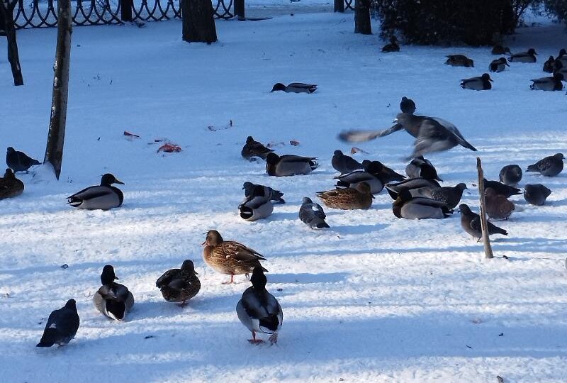 В Волгоградской области пересчитали водоплавающих птиц