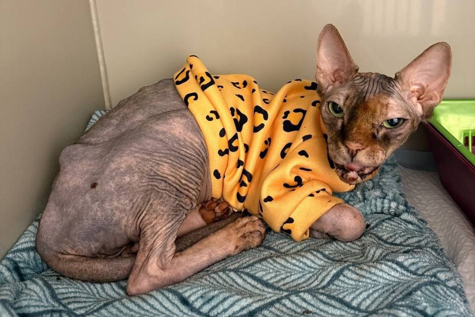     Фото: телеграм-канал «Клякса» / t.me/klyaksa_priyut