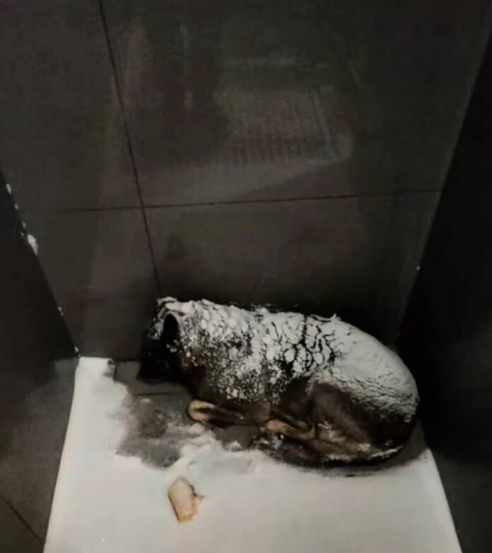    Плащаница корпоративной этики: Челябинский плед в концепции "Эффекта ДодоБони". novostix