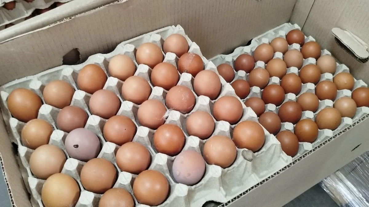    Фото: телеканал «Краснодар»