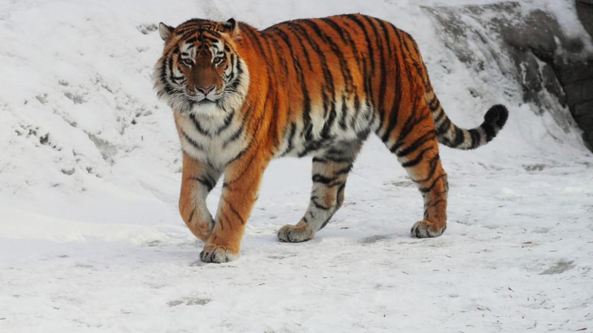    Амадей. Фото: Telegram @lenzoopark