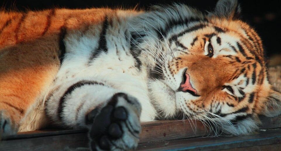    Ленинградский зоопарк