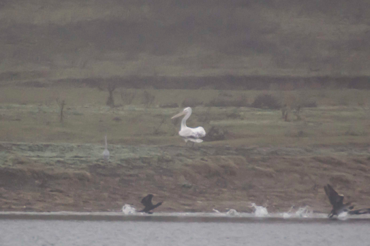 Розовый пеликан.