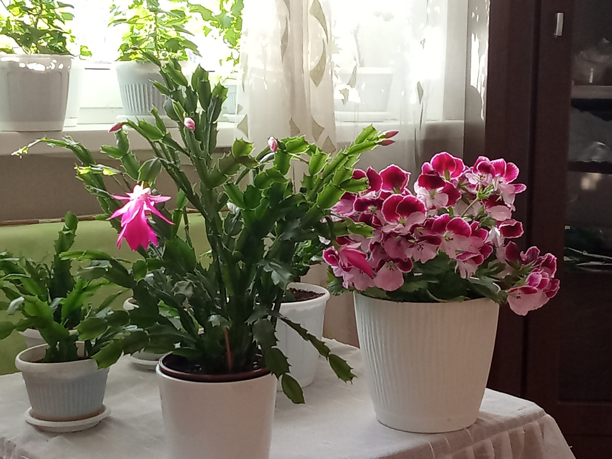 Декабрист и Пеларгония 