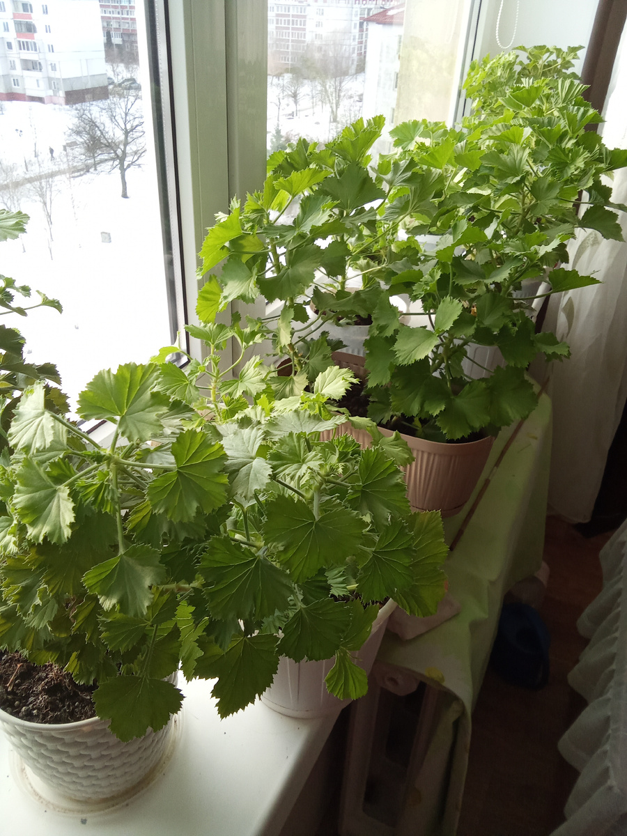 Мои герани и пеларгонии. 