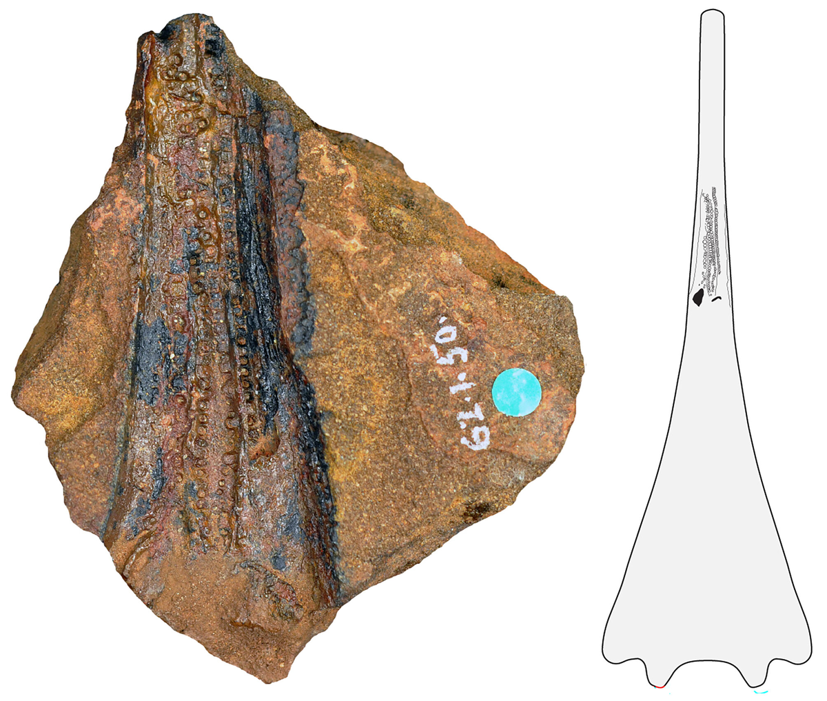 Окаменелости афанераммы