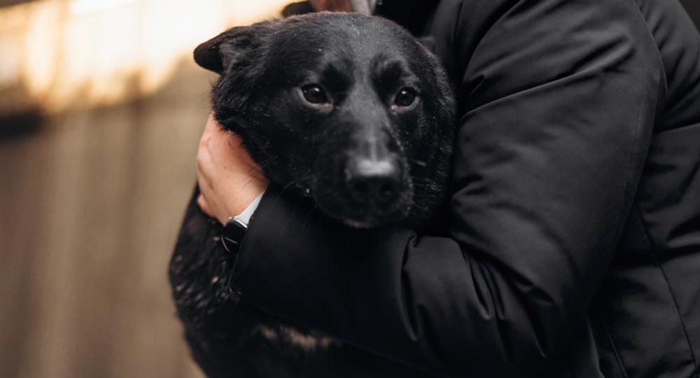 Восемь млн рублей на строительство приюта для собак пожертвовала компания 1win Charity