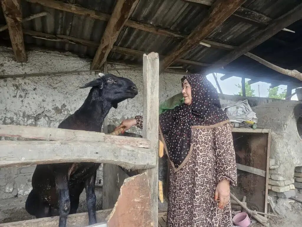   Джамиля и жертвенный баран для Курбан хайита.