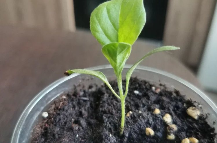 Как вырастить рассаду баклажана с крепким стеблем при помощи пальца
