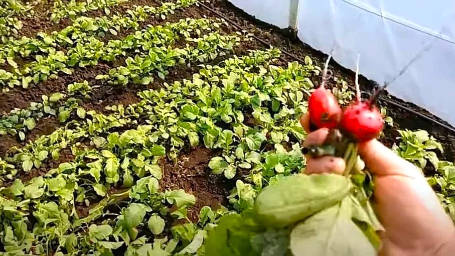 первая редиска