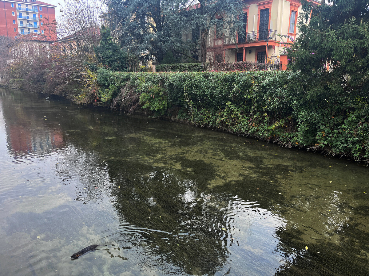 На Навильо Мартезана вы почувствуете то, что едва ли доступно в других районах Милана: будто это не искусственный, а сохранившийся уголок природы — на фото, например, попали цапля и выдра