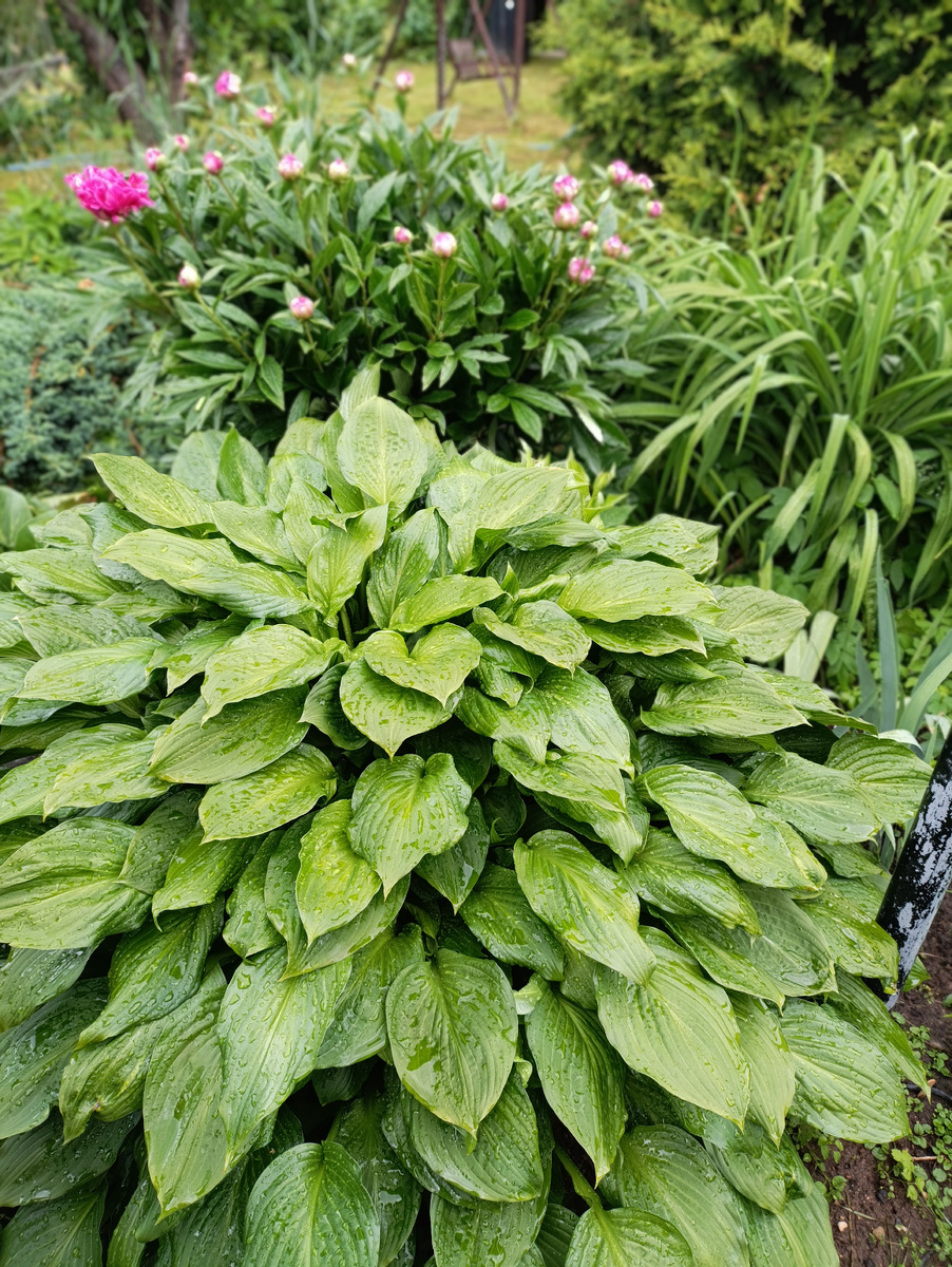 Хоста подорожниковая