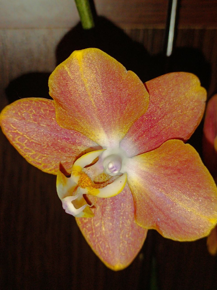 Фаленопсис Горизонт