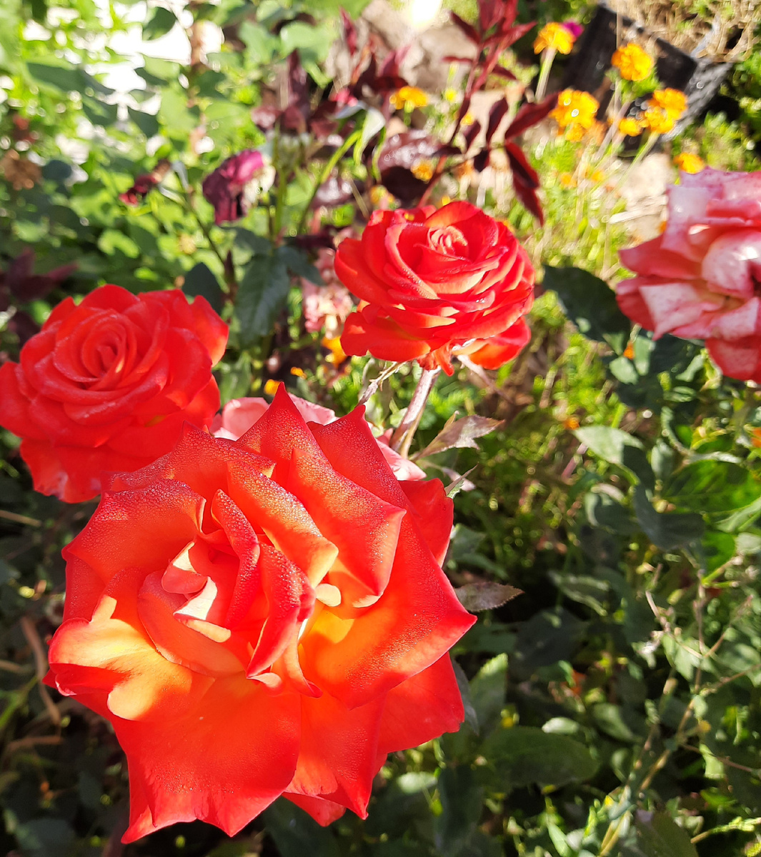 Вот вам мои солнечные розы))