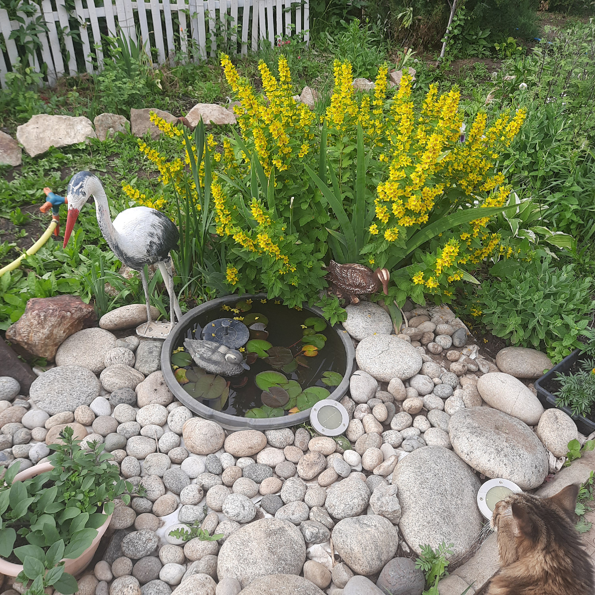 Болотце, на даче))