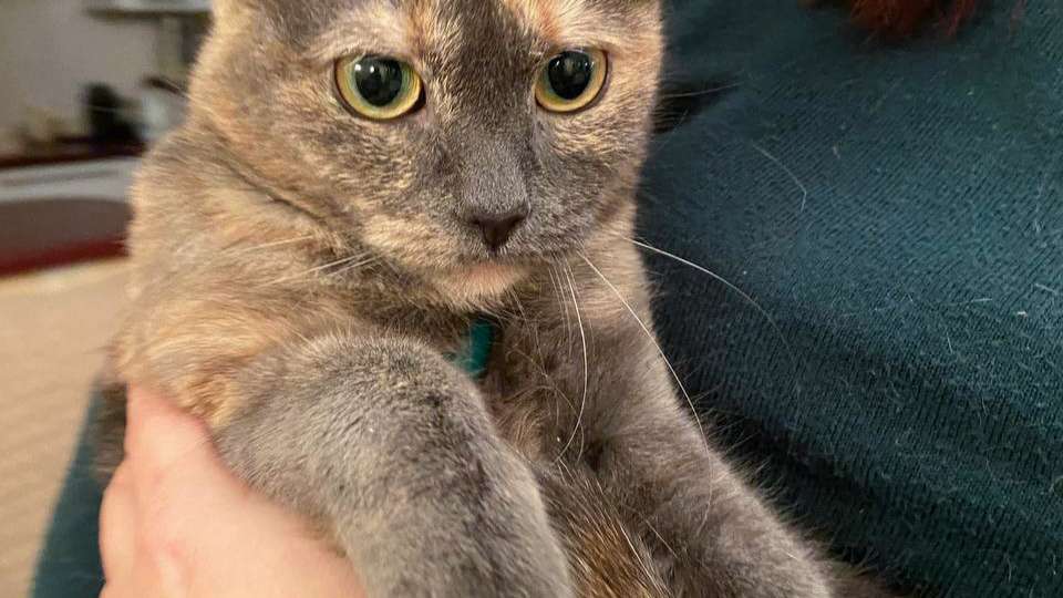 Голубо-кремовая кошечка Клякса ищет свою семью!