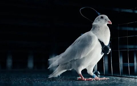 Первый в мире: модель PJN-1