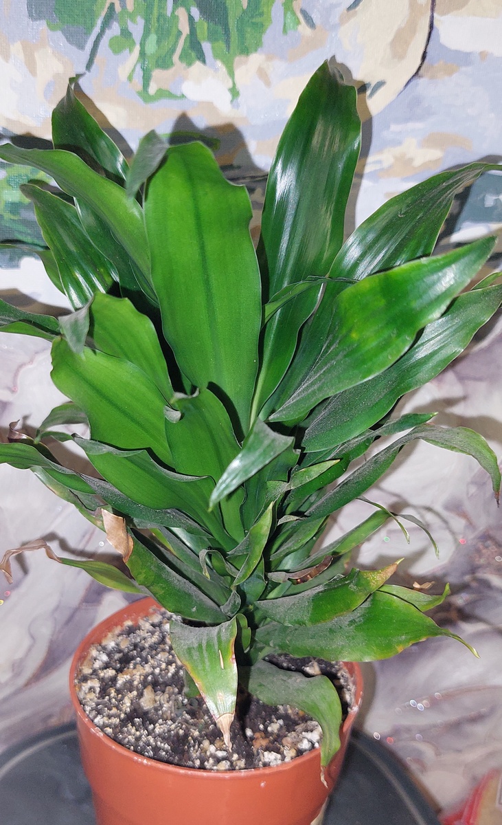 Драцена в старом горшке.