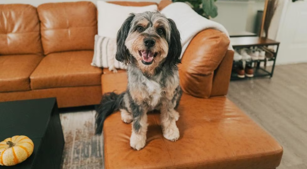 Собака-«липучка»: почему питомец ходит за вами по пятам и нормально ли это?