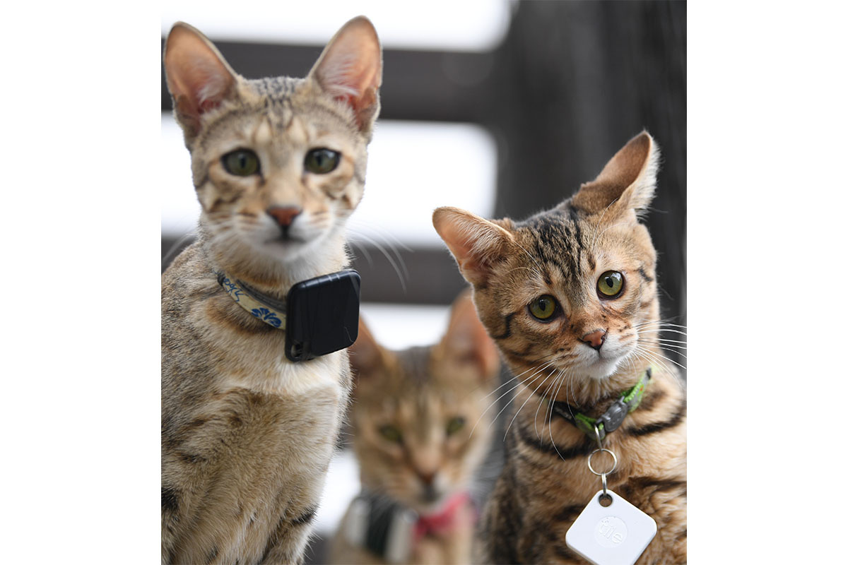 Arne Dedert / dpa / Global Look Press📷Селекция породы сопряжена с трудностями: самцы саванны остаются бесплодными вплоть до пятого поколения (F5)