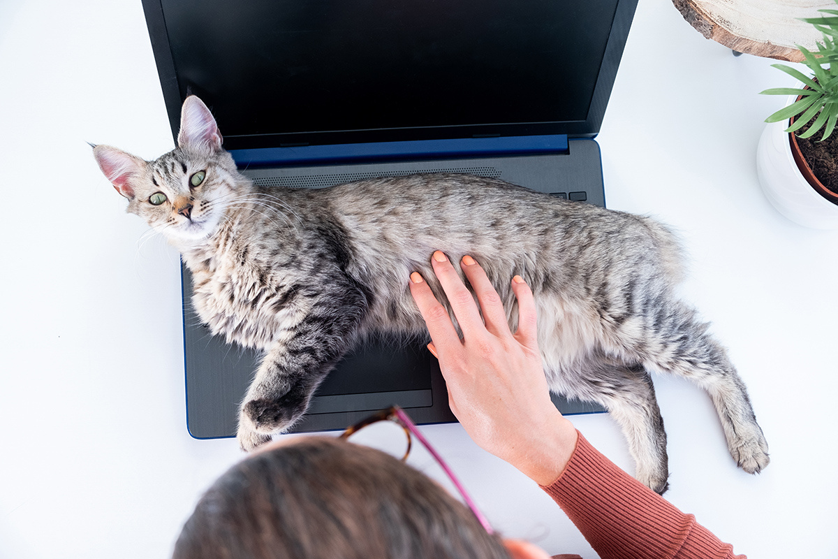 J.A.CALA / Shutterstock / FOTODOM📷Пиксибоб