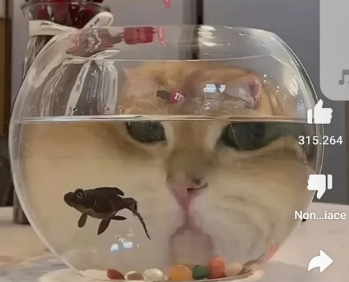 Котик ждет момента для флиппа