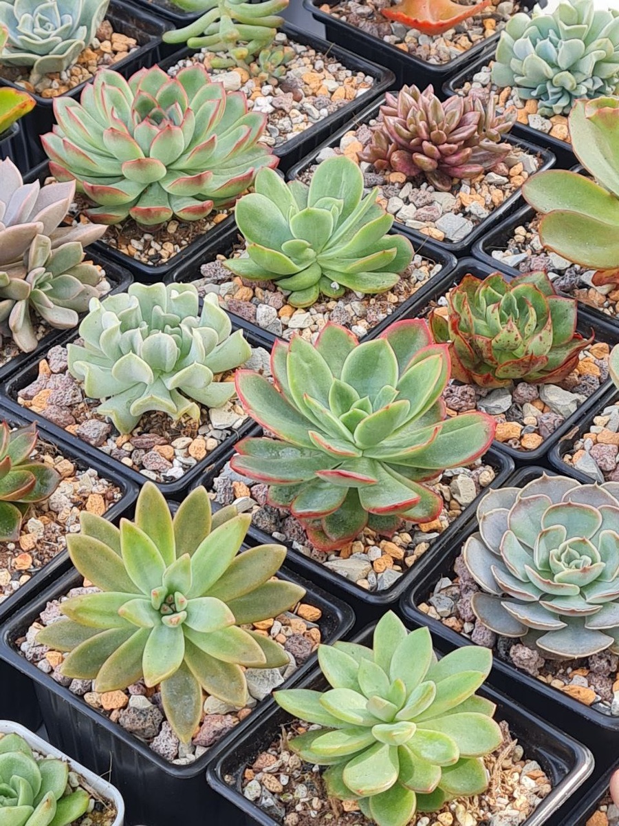 Sunny kid | Succulent