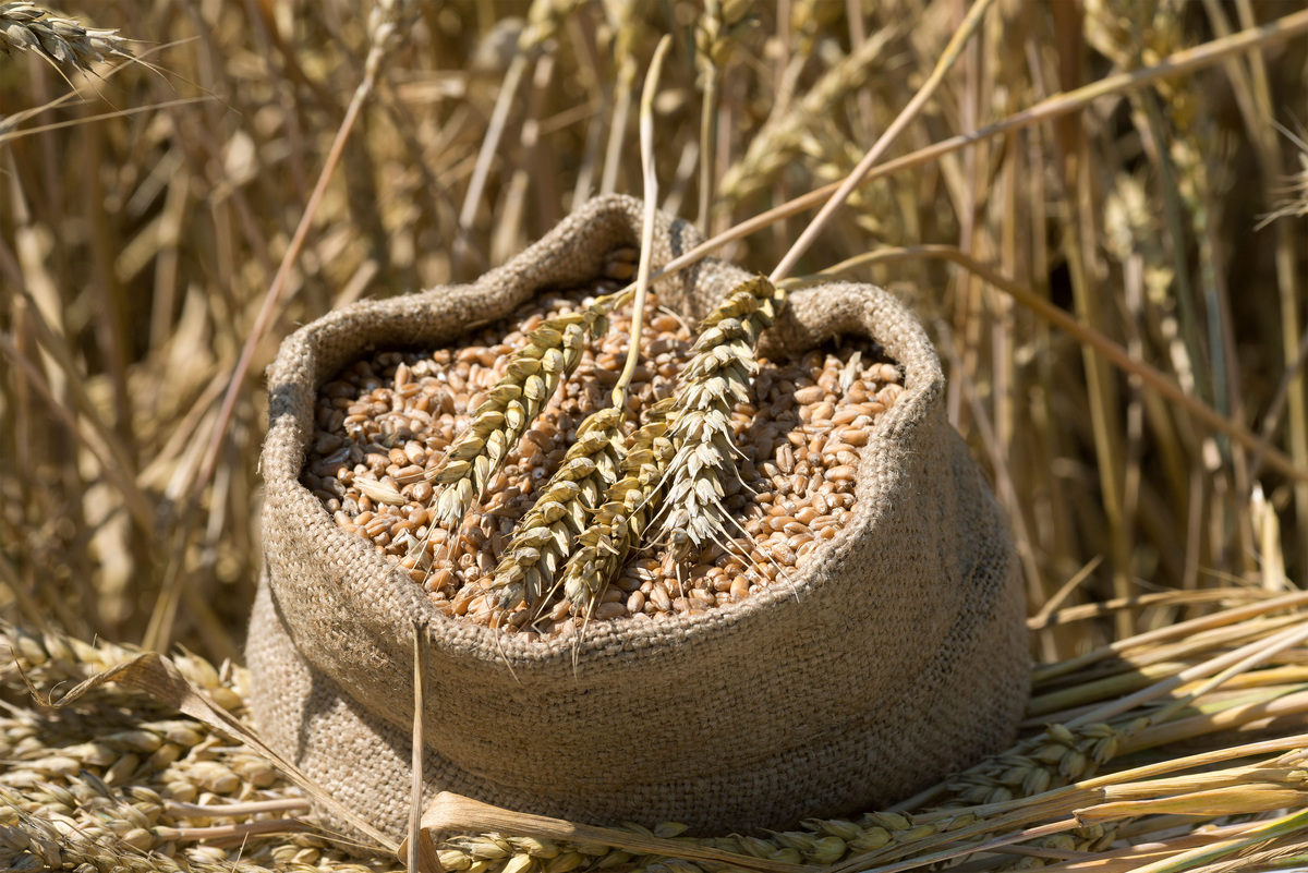    Пшеница (фото: GLP)