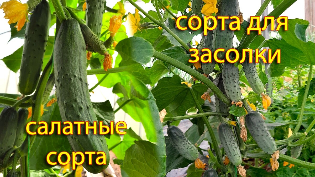 солрта для засолки и салатов