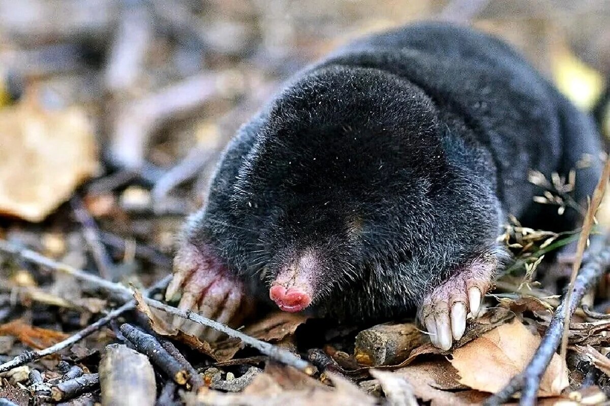 Фото с сайта: https://dzen.ru/a/aOlx1RYSmW5dn3I0