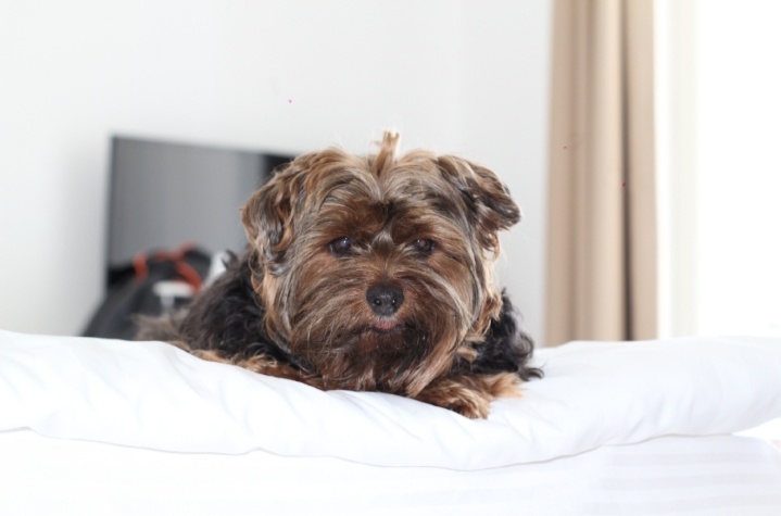 Любимый Мишутка (29.07.2010 - 06.12.2025) 💔