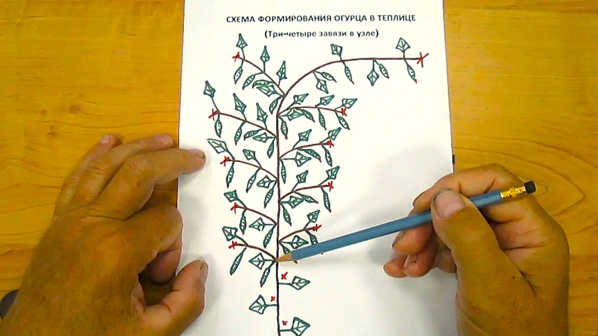 формирование плети огурца