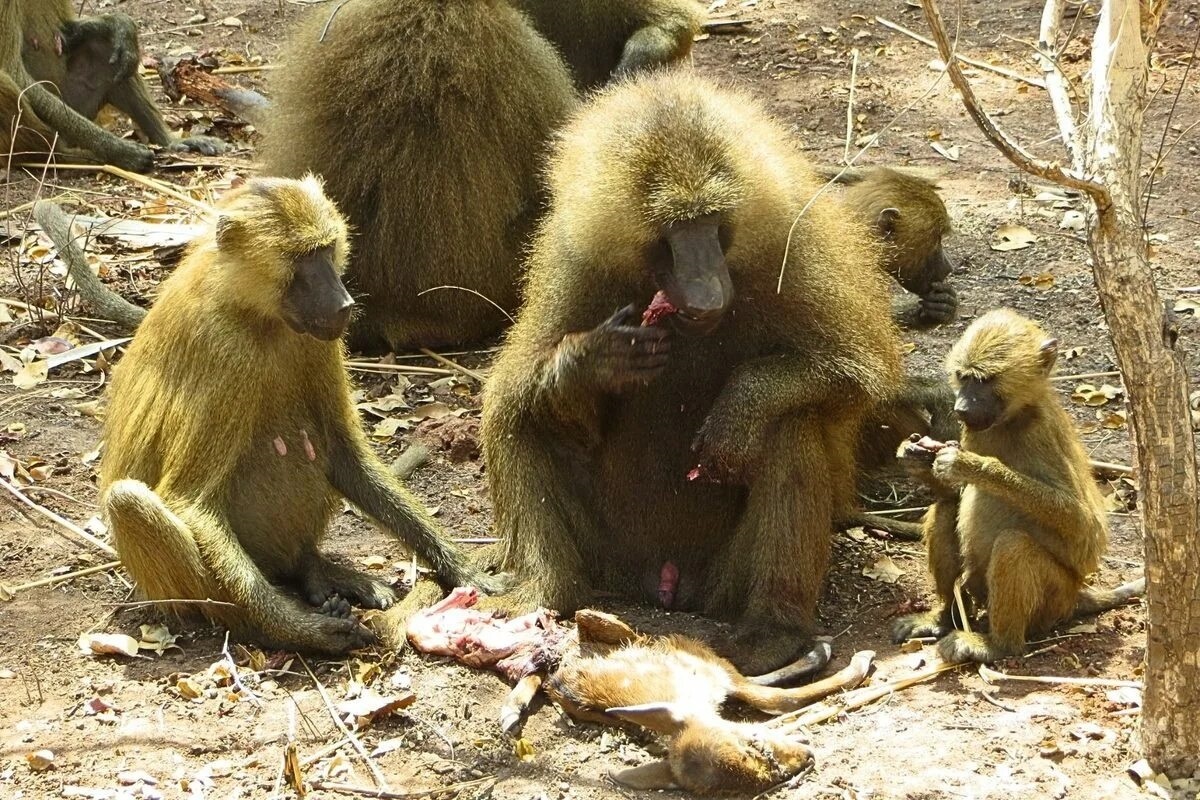 Фото с сайта: https://www.discoverwildlife.com/animal-facts/mammals/guinea-baboon-meat-transfer-senegal