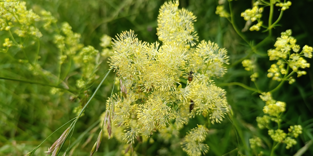 Идеальный полевой цветок для аранжировок, который никто не использует