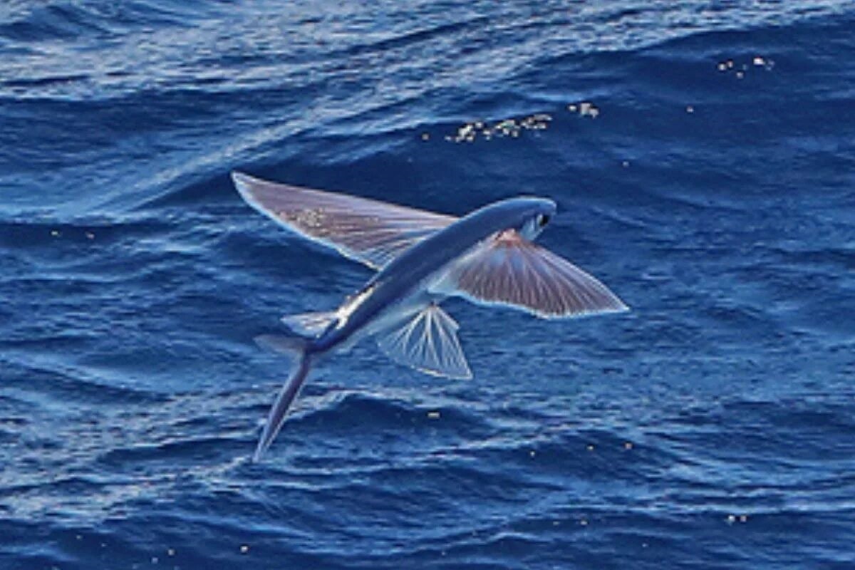 Фото с сайта: https://www.projetecolo.com/poissons-volants-habitat-especes-particularites-et-photos-181.html
