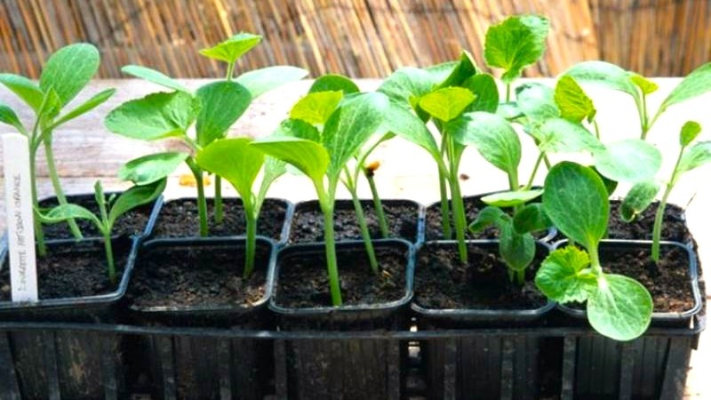 рассада патисон