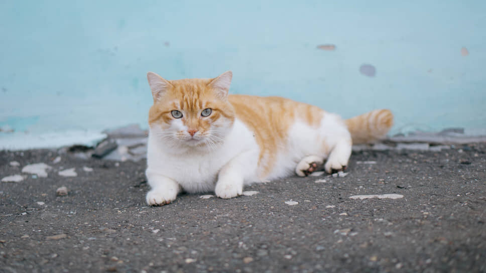 Фото: Мария Бакланова / Коммерсантъ