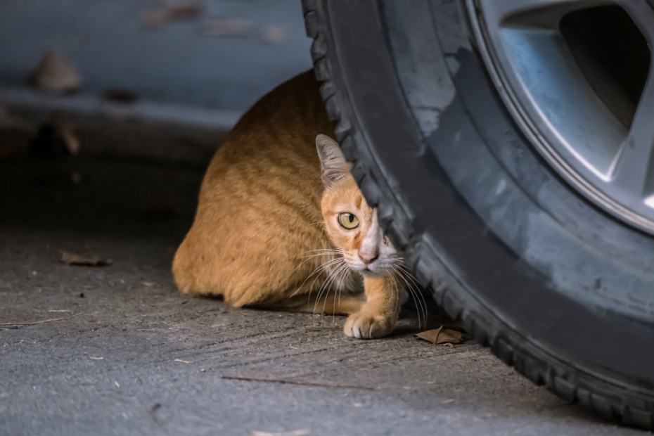    Shutterstock/FOTODOM