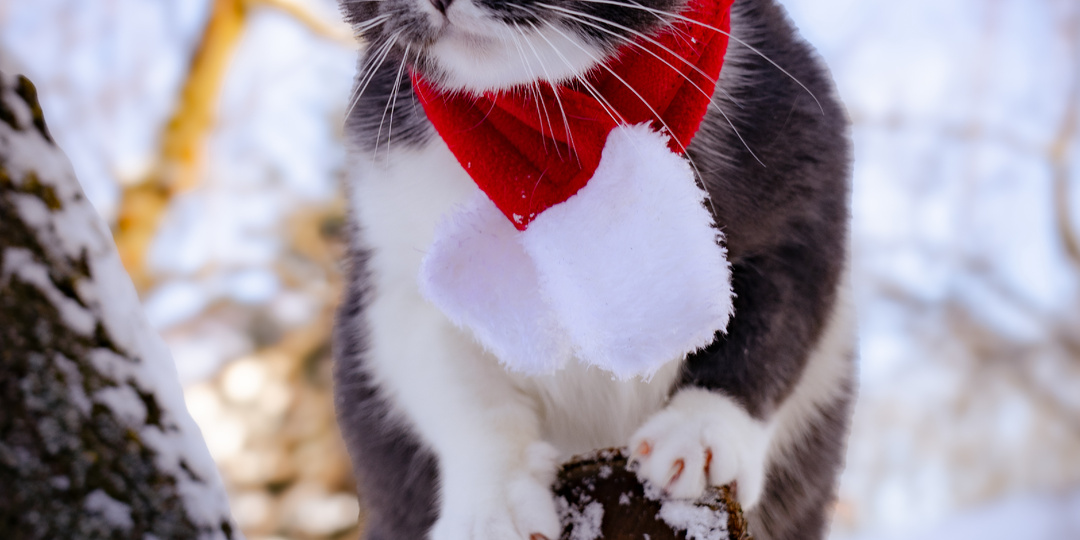 Она выживала на улице, родив двух котят, а теперь она очень нуждается в доме.