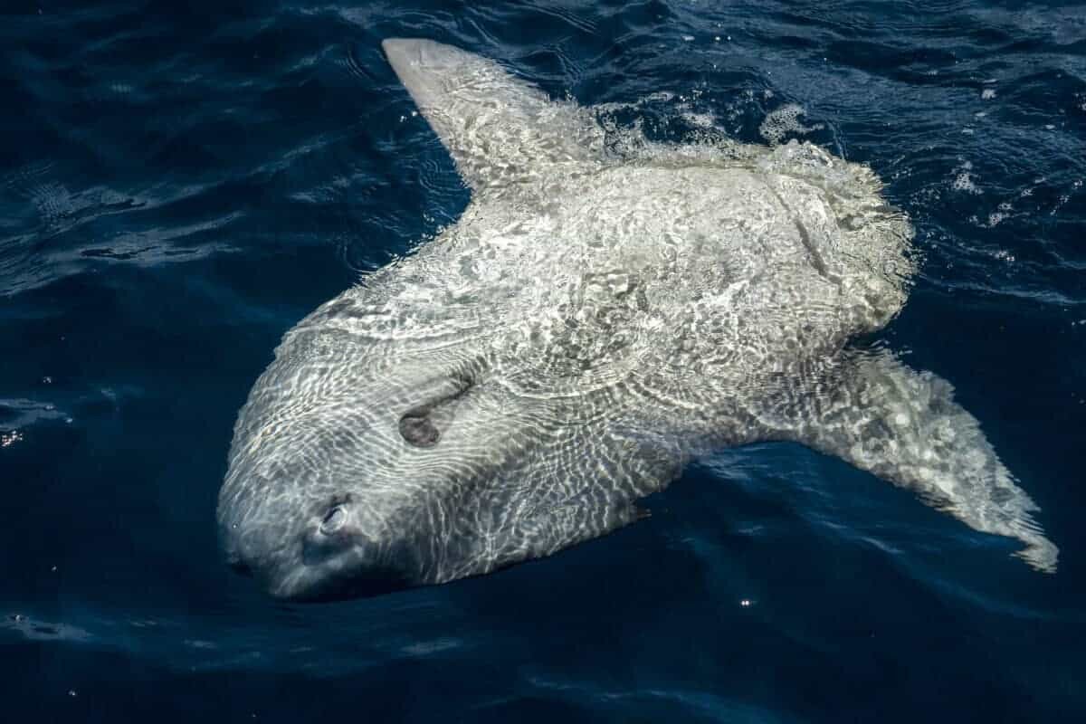 Фото с сайта: https://www.animalsaroundtheglobe.com/largest-sunfish-ever-recorded-10-166179/